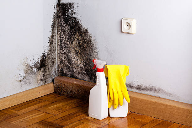 Best Local Mold Removal Service  in Emory, TX