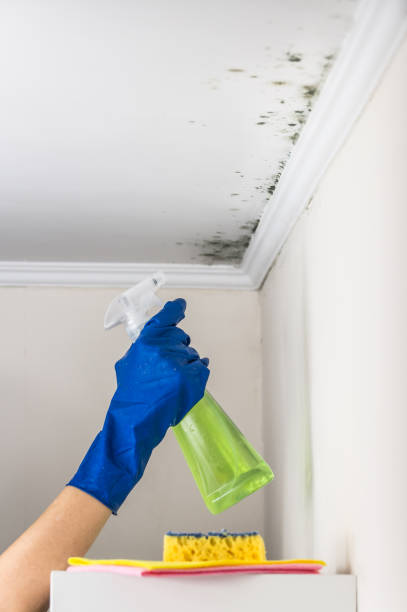 Mold Removal and Inspection in Emory, TX
